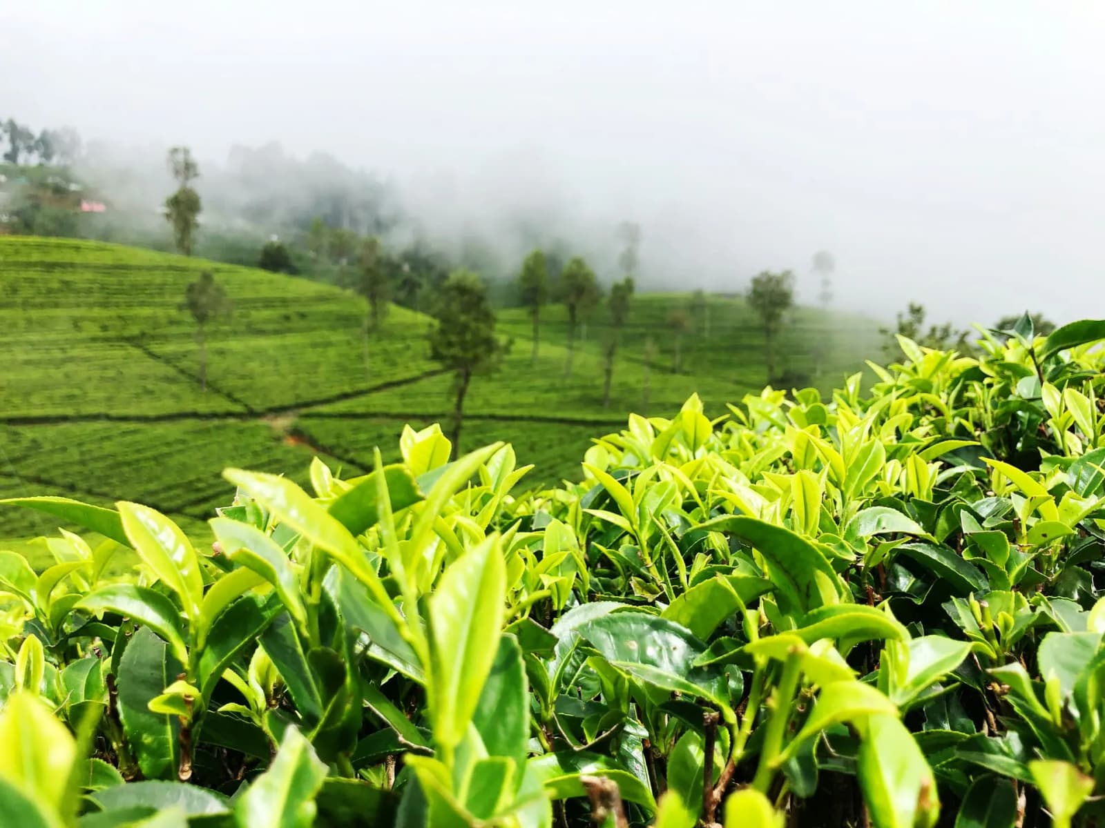 Misty mountain road winding through the tea-covered highlands at sunrise