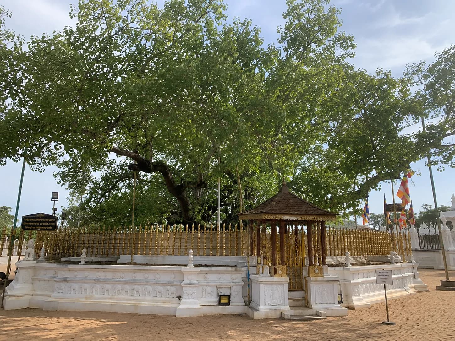 Sri Maha Bodhi tree in Anuradhapura