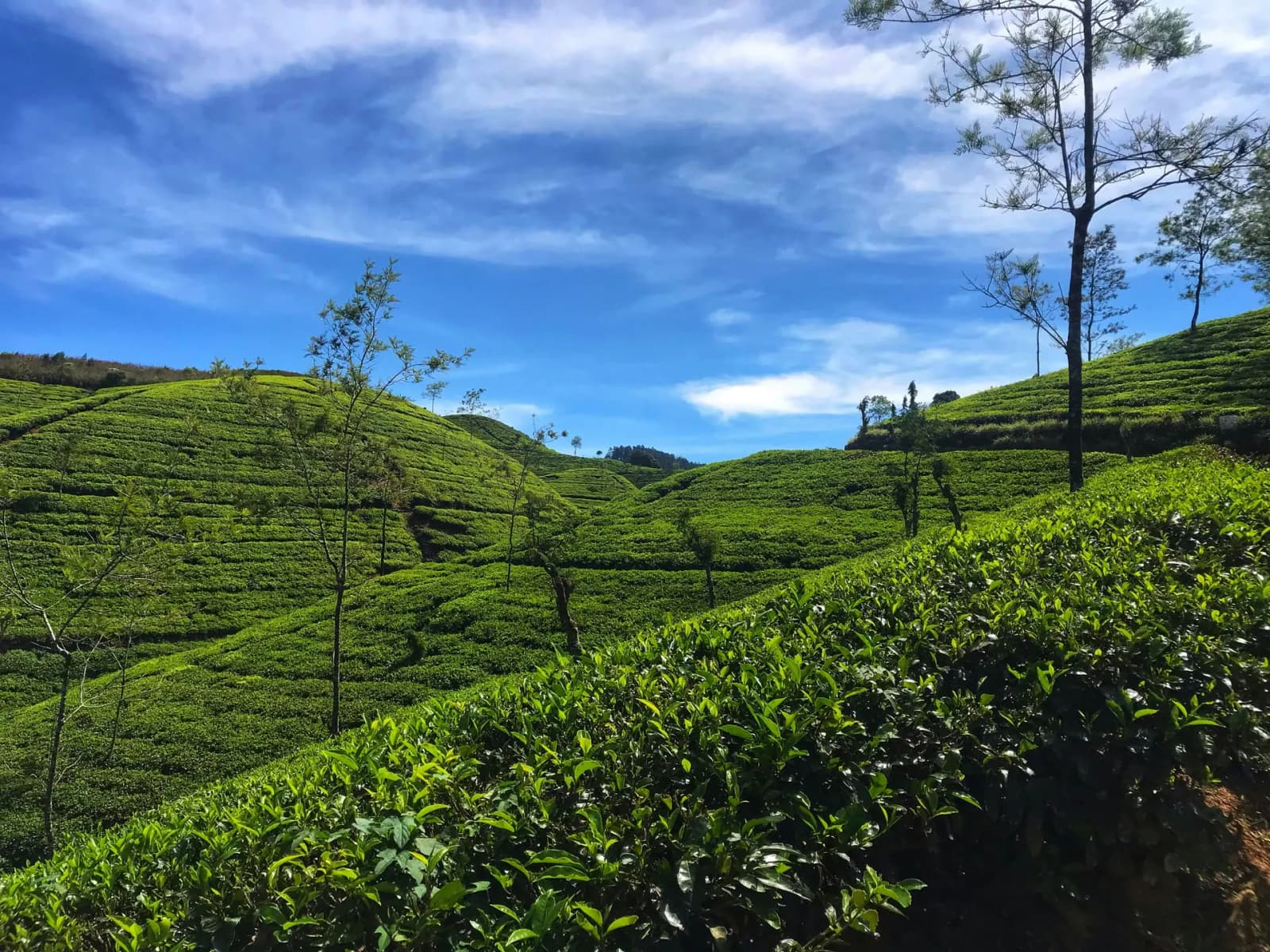 Nuwara Eliya highland town in mist