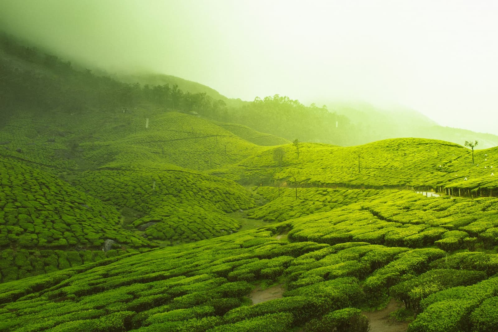 Misty tea terraces in the Sri Lankan highlands