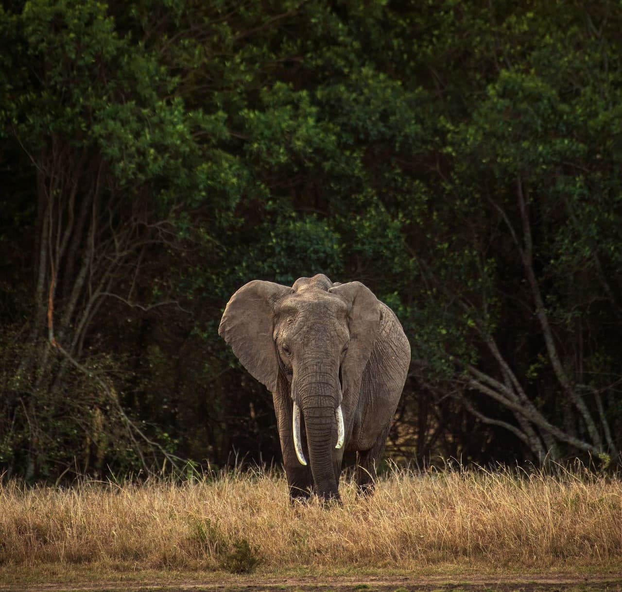 Wildlife safari landscape in southern Sri Lanka