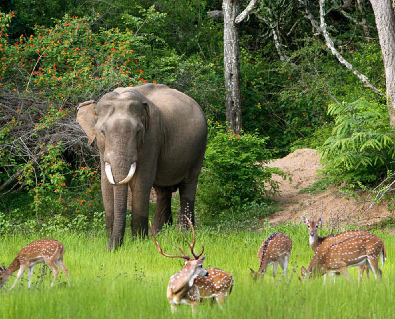 travel sri lanka